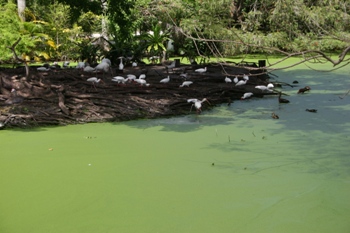 Flamingo Gardens - mit Entengrütze bedeckten Teich