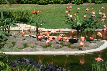 Jungle Island - Flamingo Lake